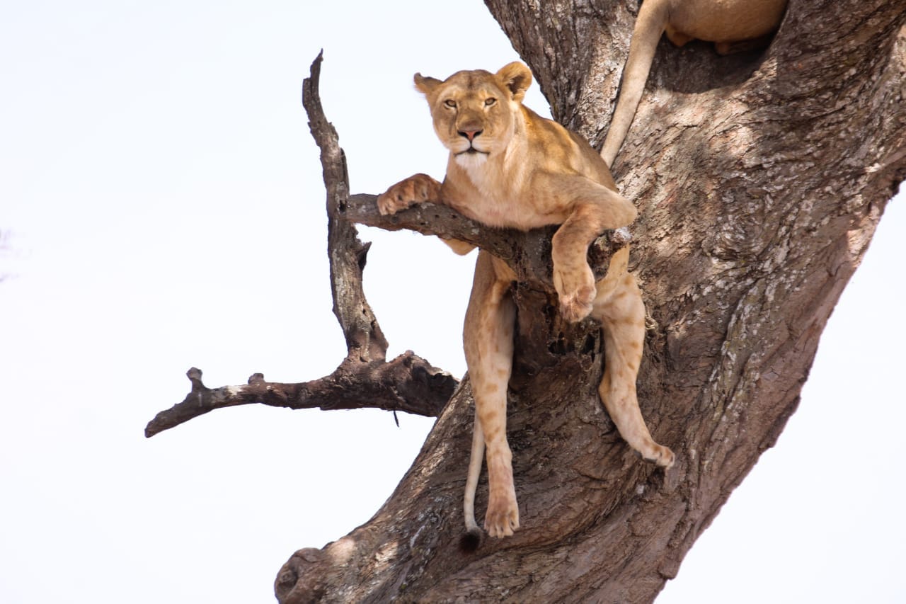 Photo of Safari Stride