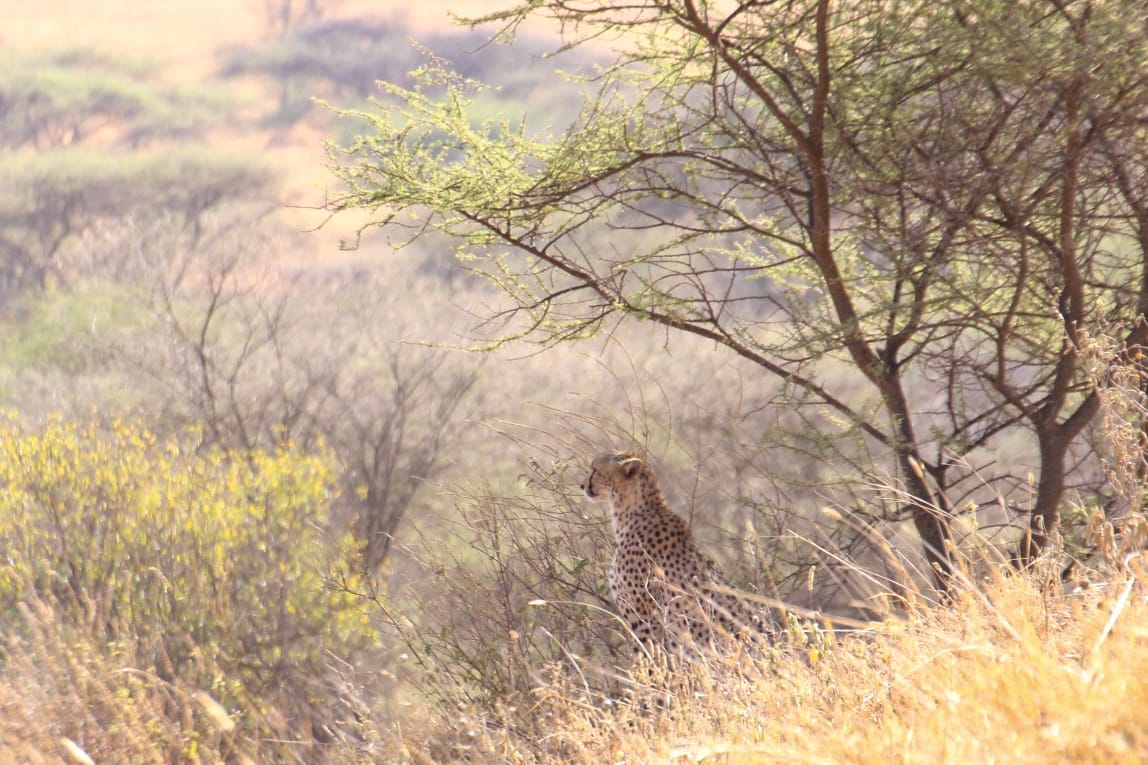 Photo of Safari Stride