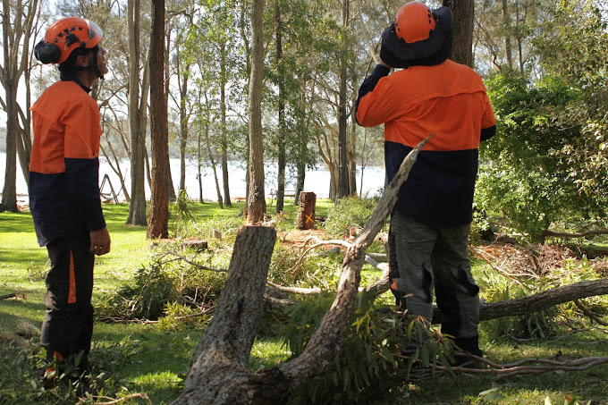 Photo of Cutting Edge Tree Maintenance