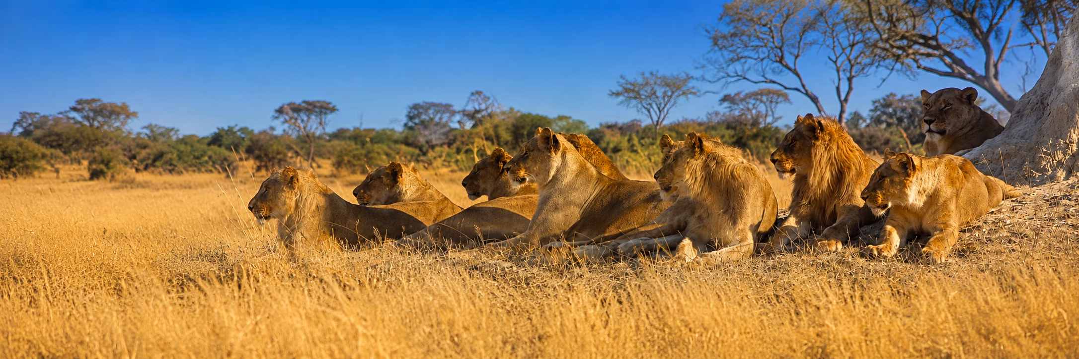 Photo of SAFARIS ADVENTURE BOOKERS