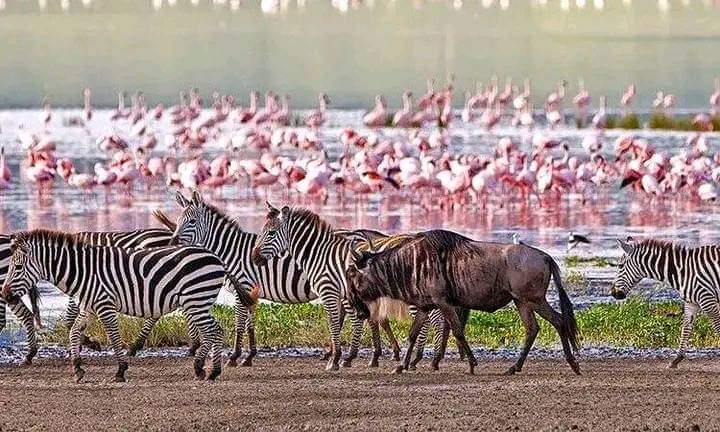 Photo of SAFARIS ADVENTURE BOOKERS