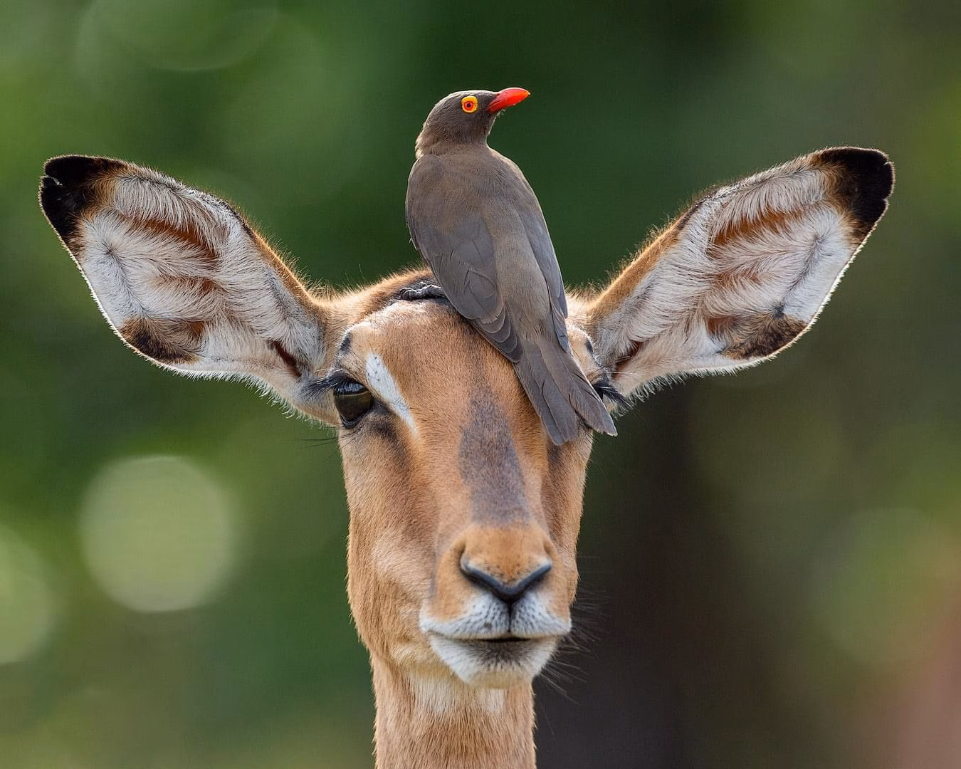 Photo of SAFARIS ADVENTURE BOOKERS