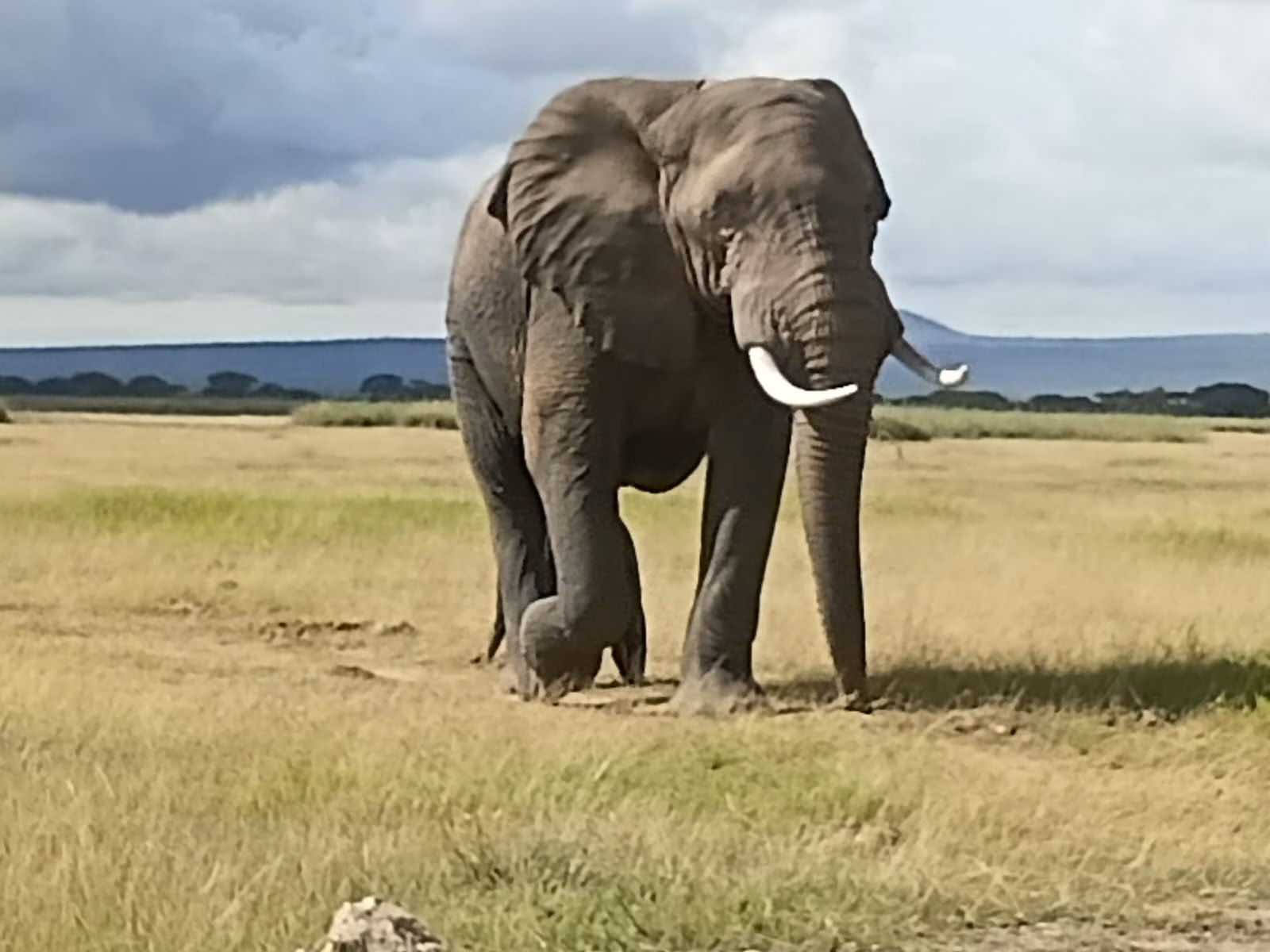Photo of SAFARIS ADVENTURE BOOKERS