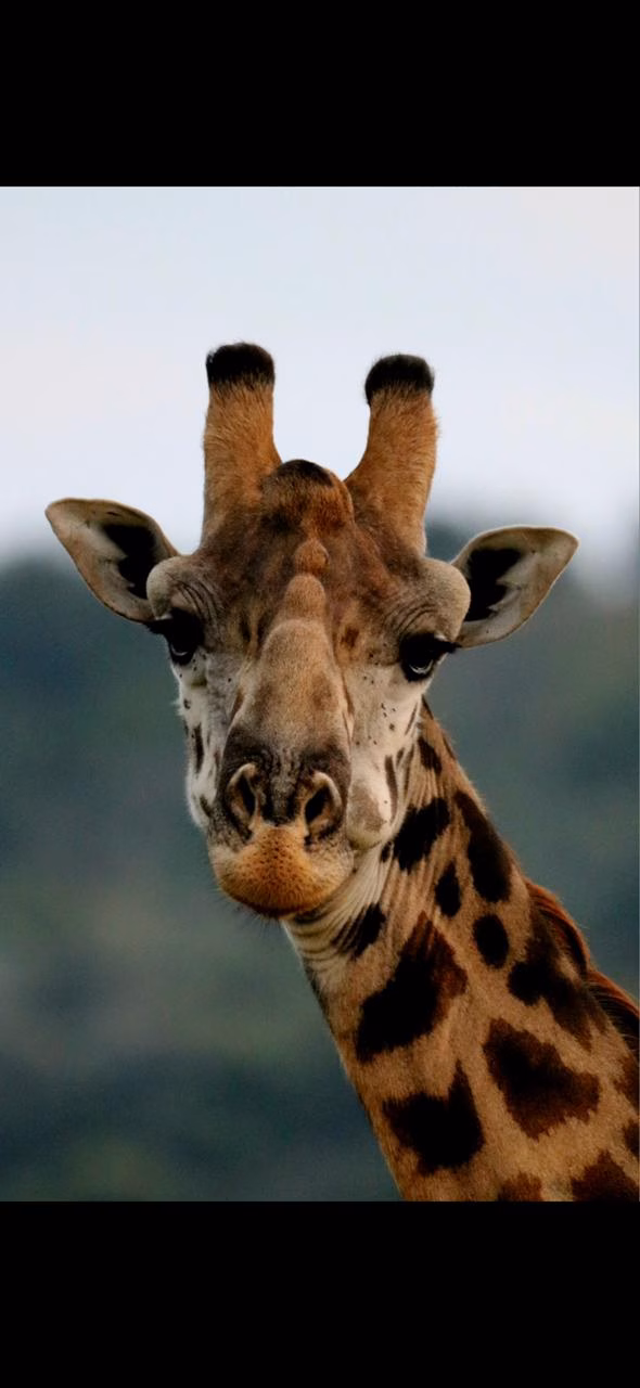 Photo of SAFARIS ADVENTURE BOOKERS
